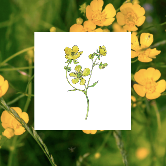 Watercolor Paint N' Sip - Monday June 29th, 5:30-7:30pm