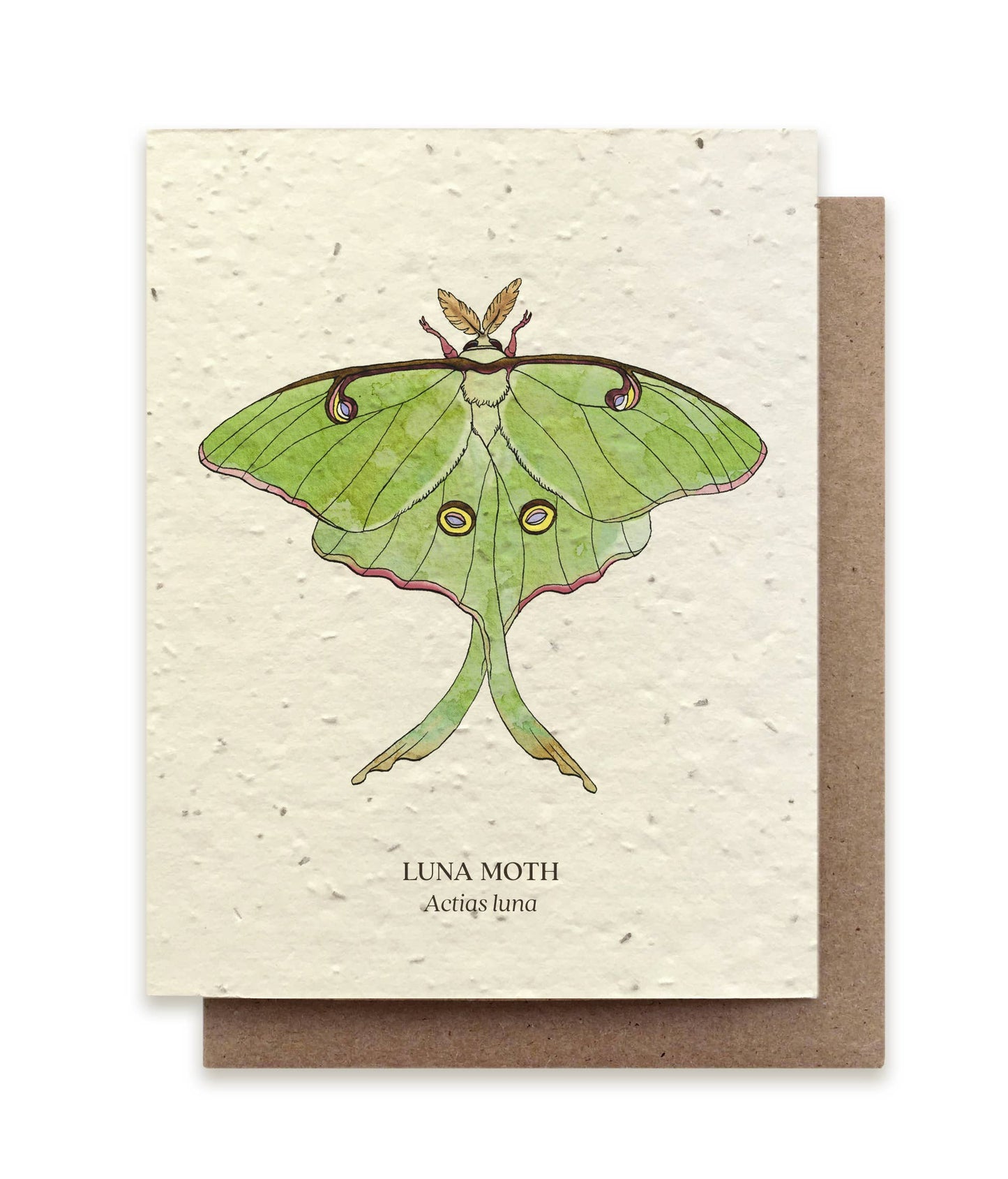 Luna Moth Insect Greeting Cards - Plantable Seed Paper