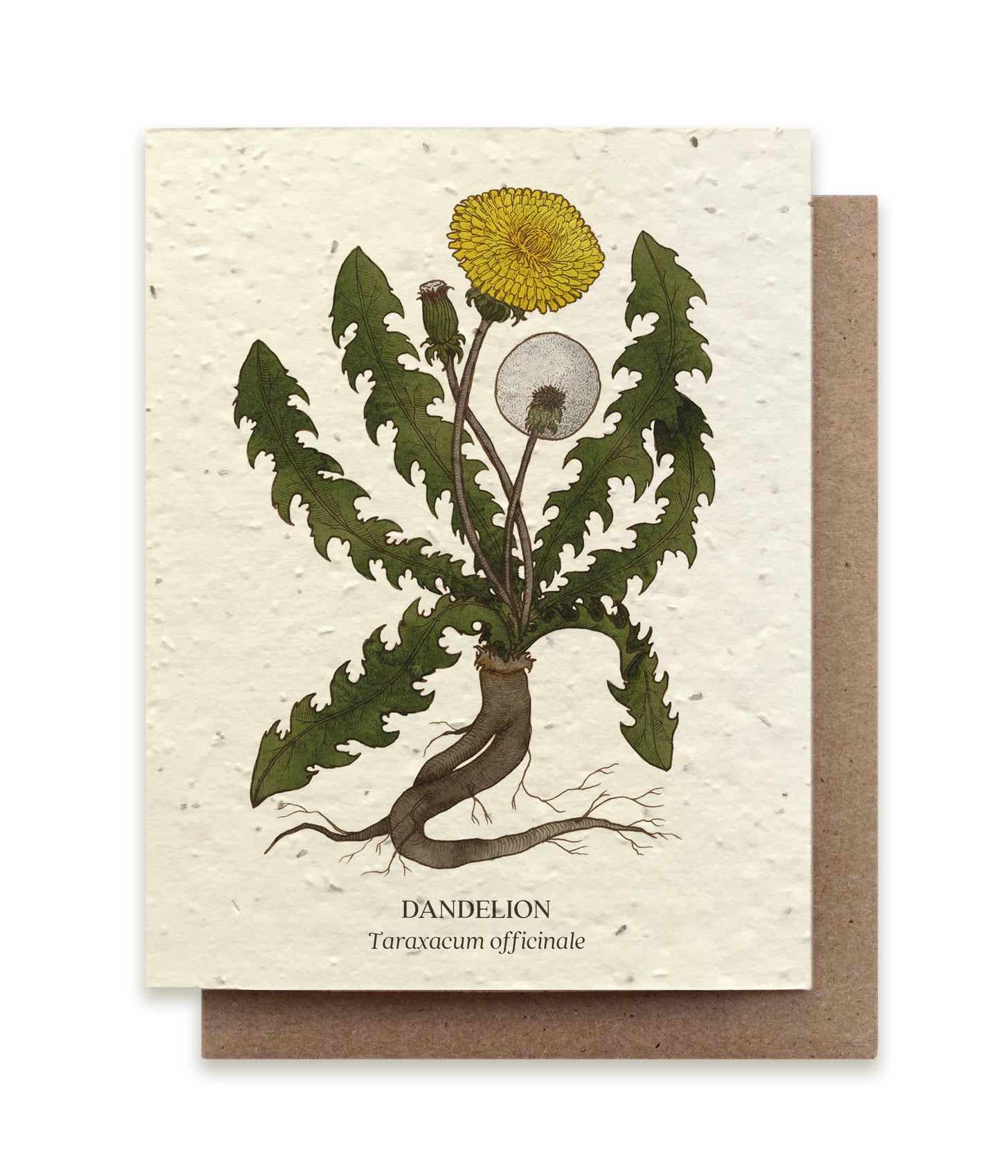 Dandelion Botanical Greeting Cards - Plantable Seed Paper