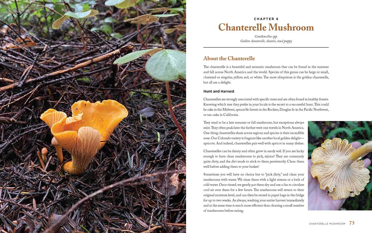 Wild Mushrooms Cookbook by Kristen Blizzard