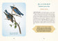 Spiritual Meaning of Birds Oracle Deck