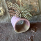 Blue ceramics Air Plant or Palo Santo Holder