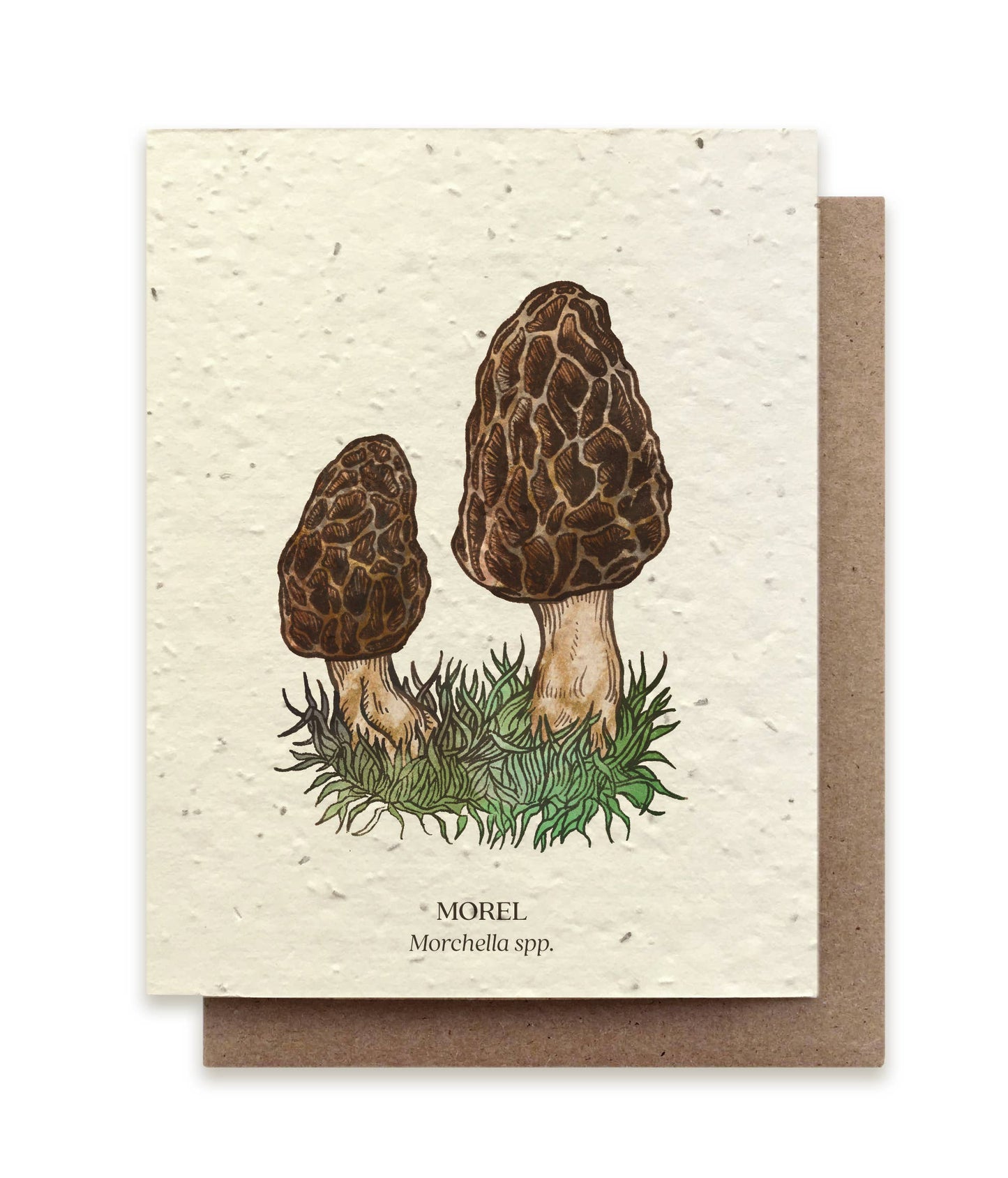 Morel Wild Mushroom - Plantable Seed Card